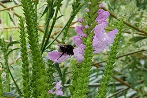 Bombus sp.